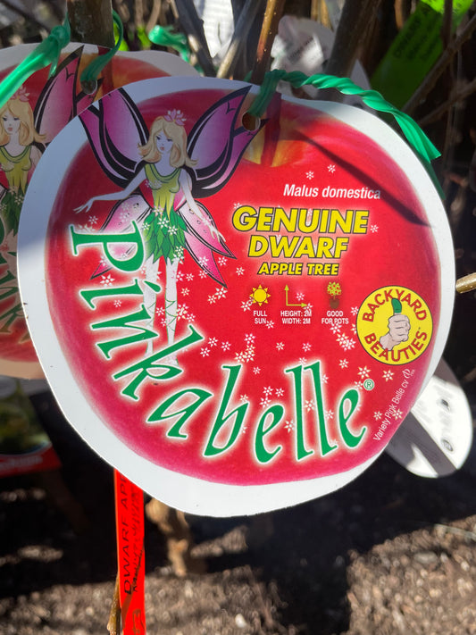Dwarf Pinkabelle Apple (Bare rooted)