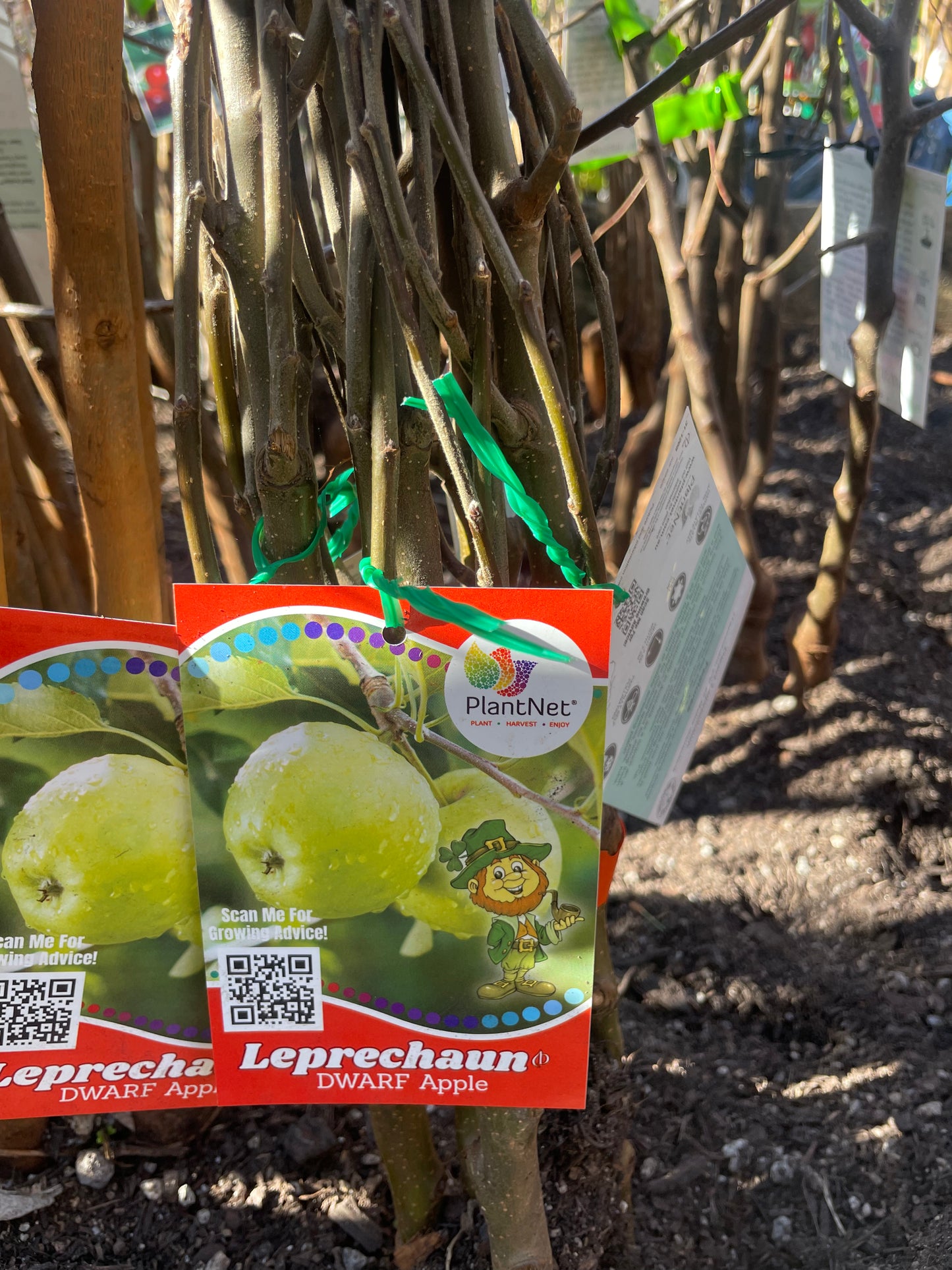 Leprechaun Granny smith Apple tree (Bare rooted)
