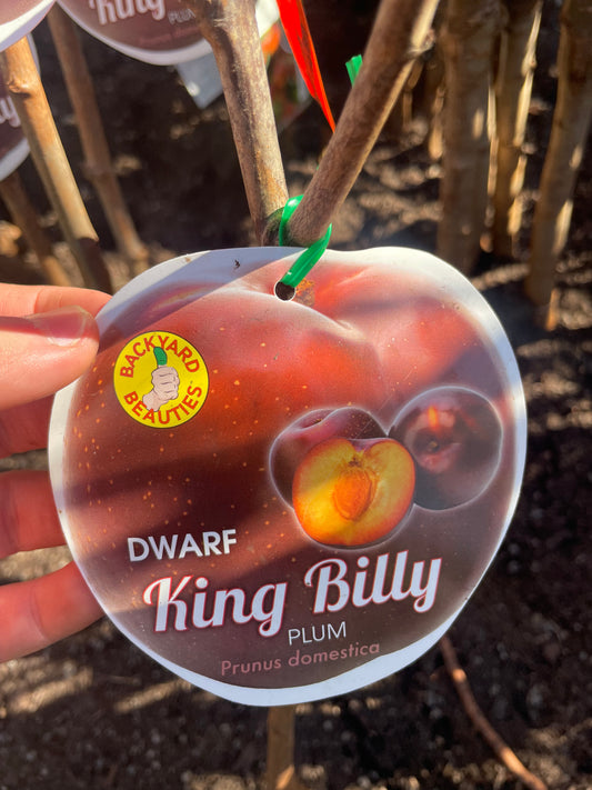 Dwarf plum King Billy (Bare rooted)