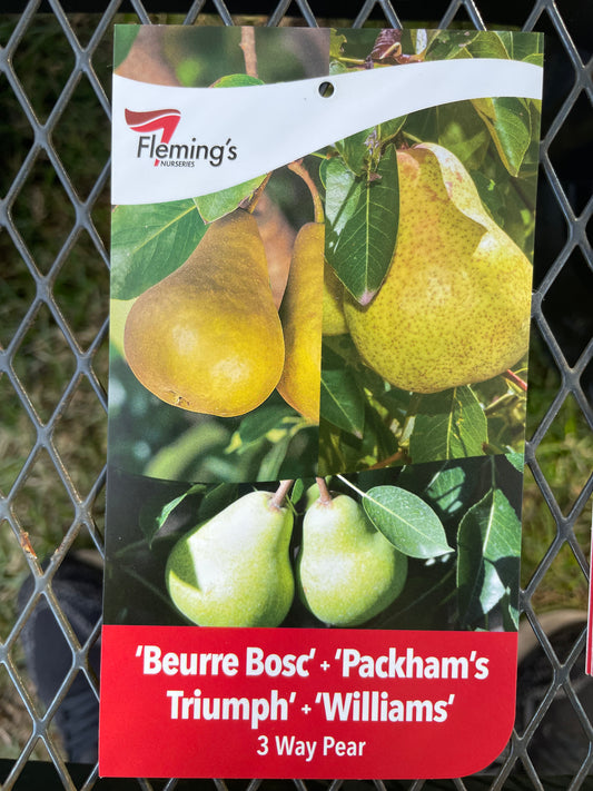 3 way Pear' Beurre Bosc ' Packham /williams Pear tree (Bare rooted)