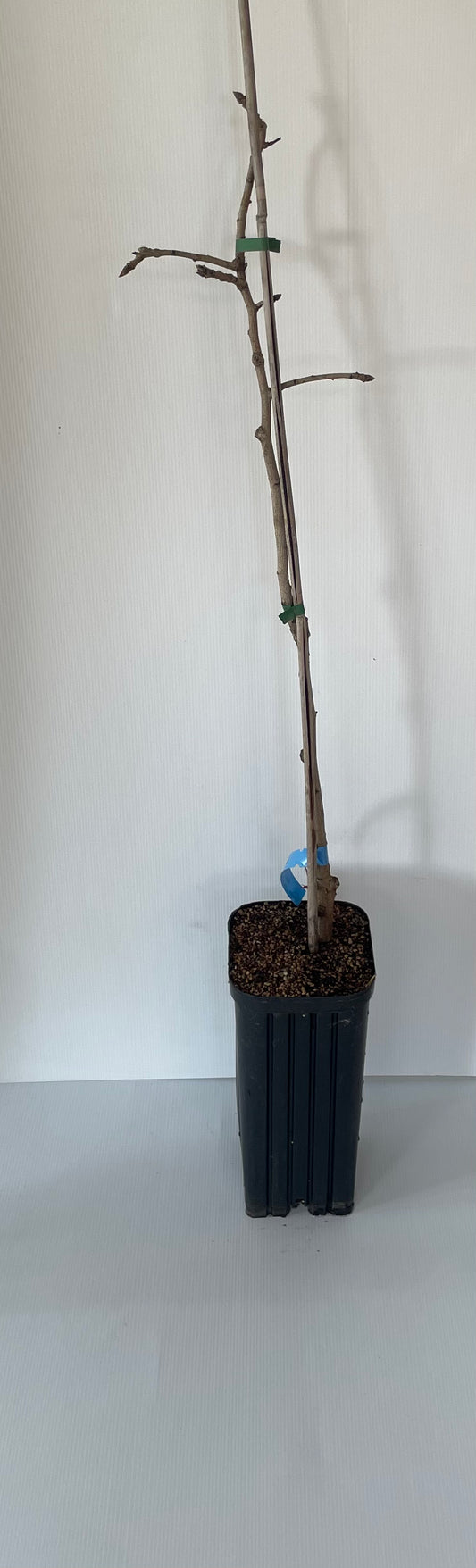 pistachio Male Blue moon (nuts)