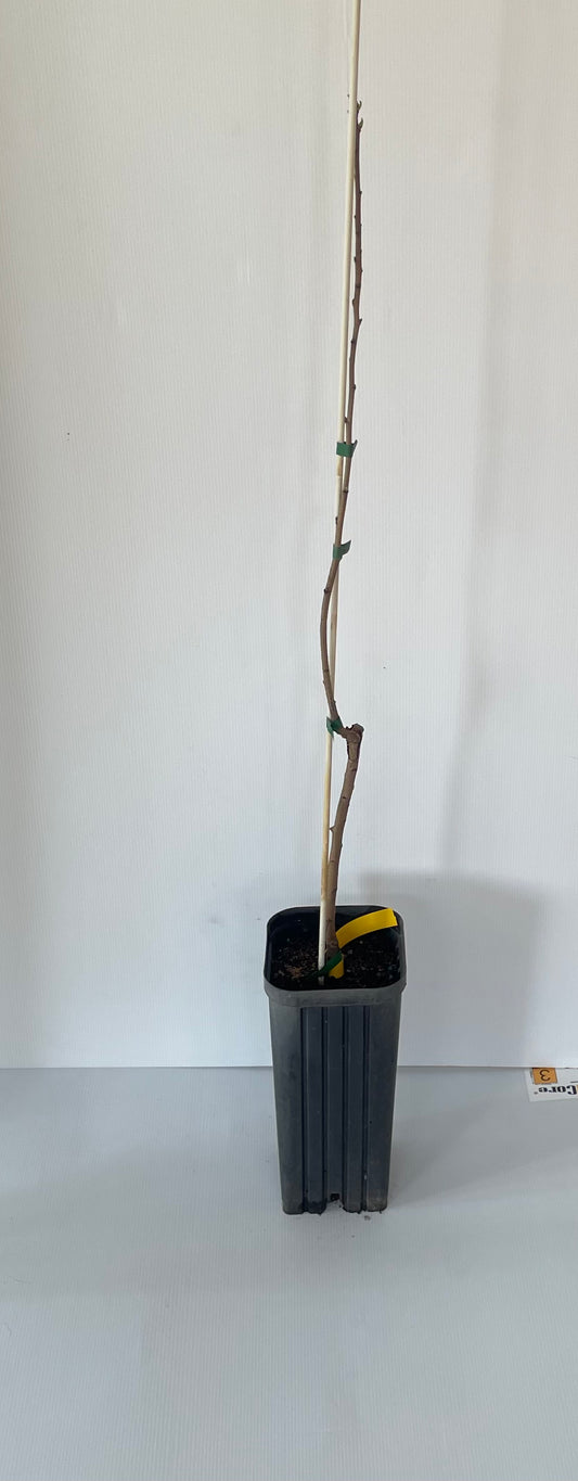 Pistachio Female Sirora tree (nuts)