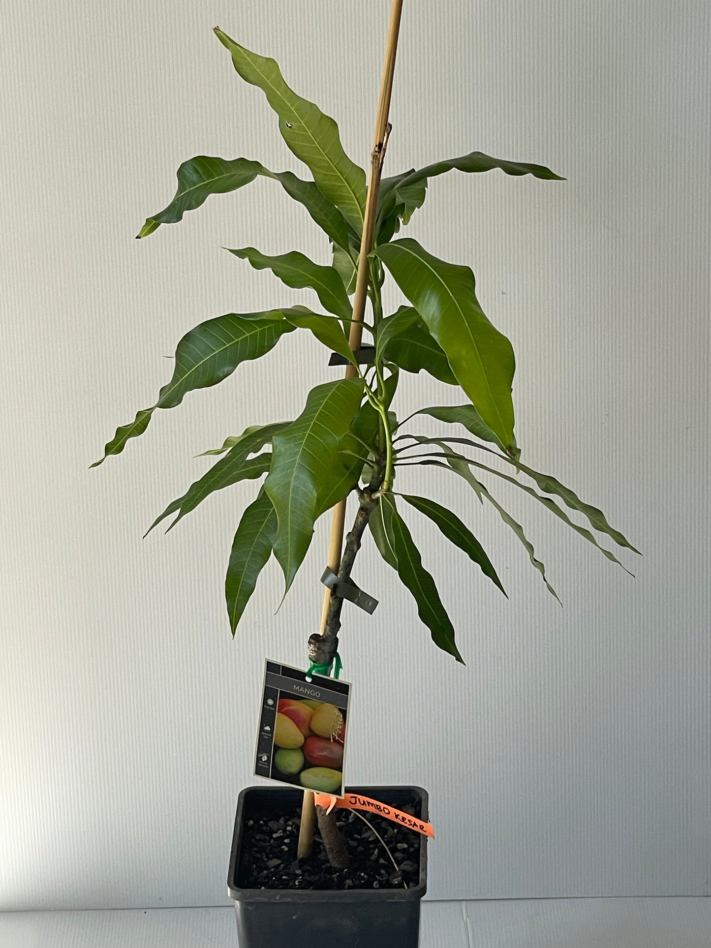 mango jumbo Kesar 4L  (tropical trees)