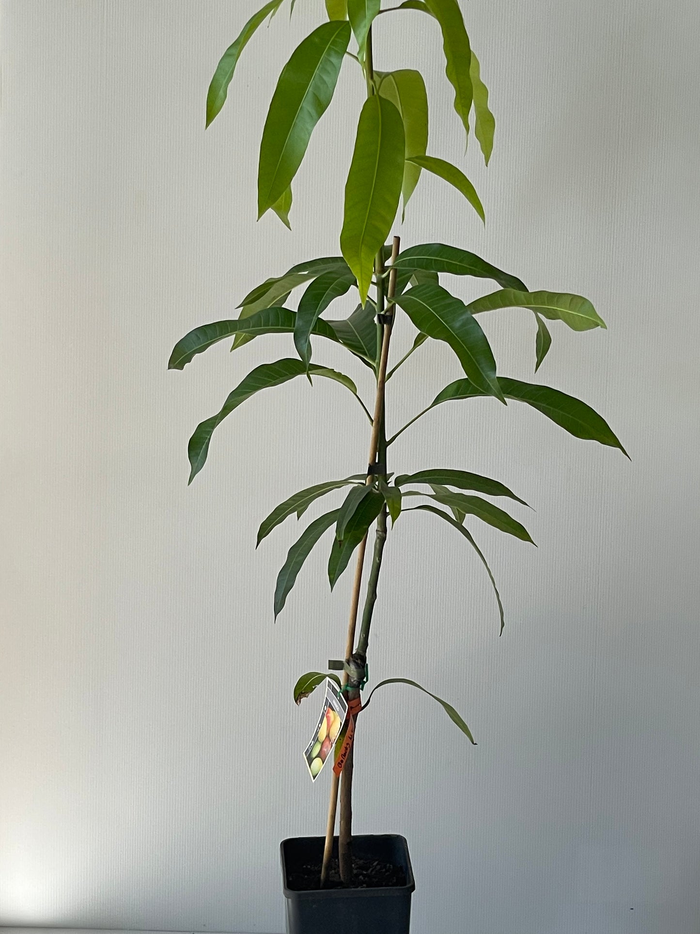 Mango Bullocks Heart 4L (tropical trees)