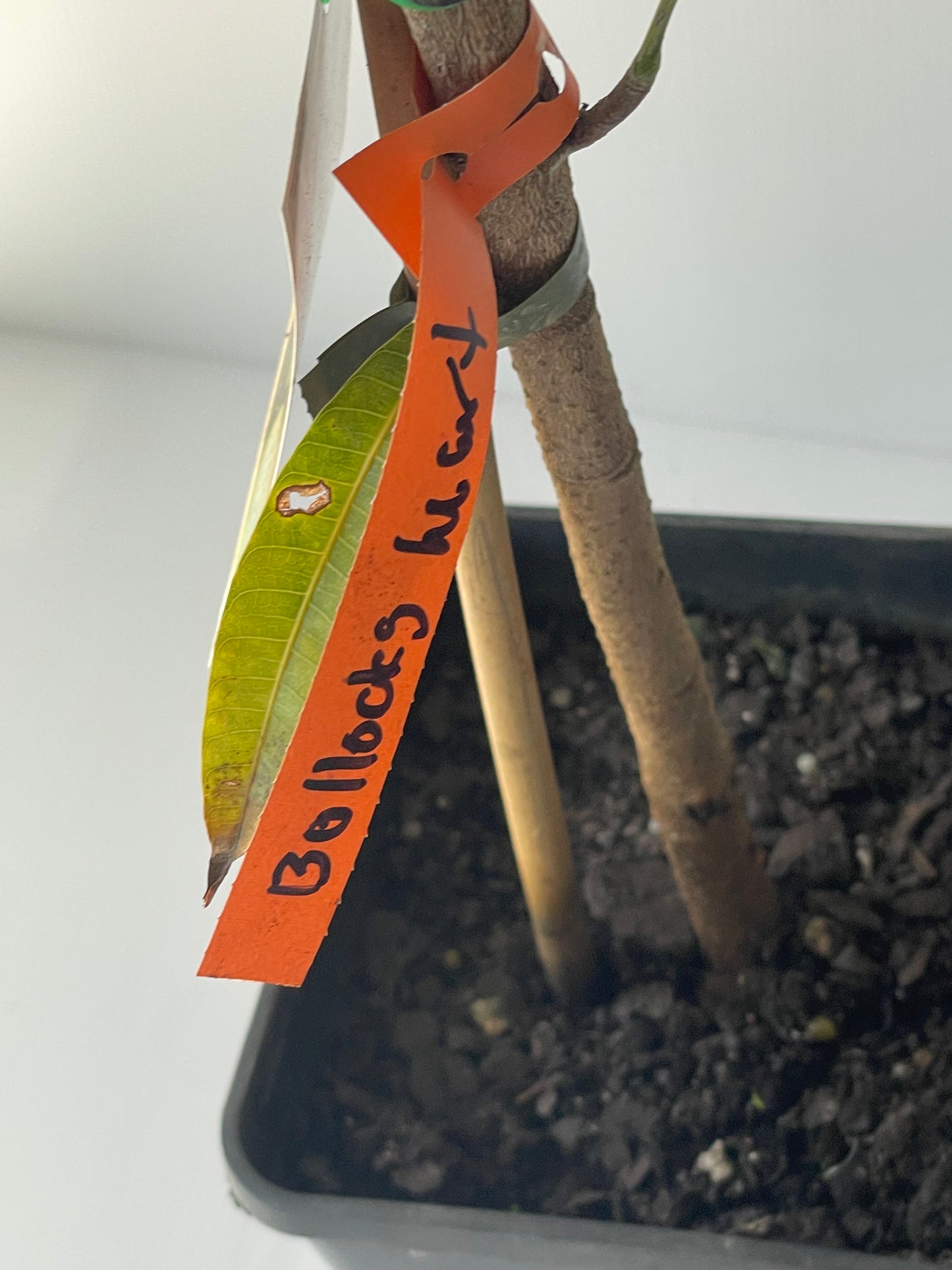 Mango Bullocks Heart 4L (tropical trees)