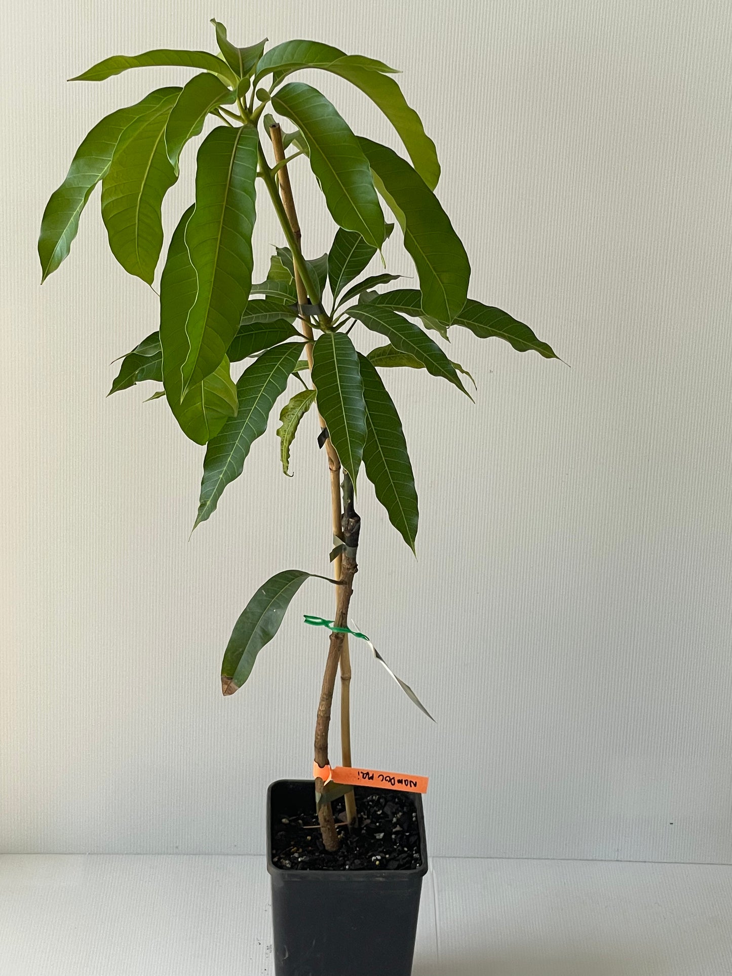Nam Doc mai Mango (tropical trees)