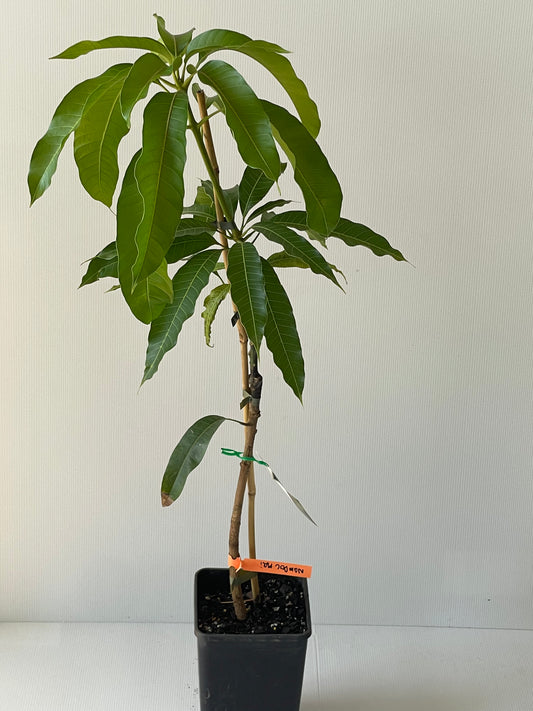 Nam Doc mai Mango (tropical trees)