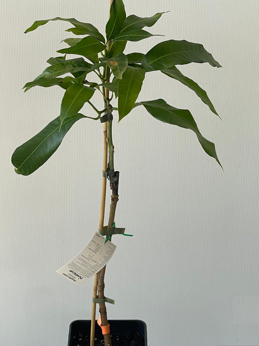 Pickering Mango 4L (Tropical trees)