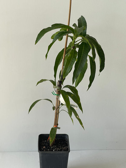 ZillLate Mango Tree 4L (tropical trees)