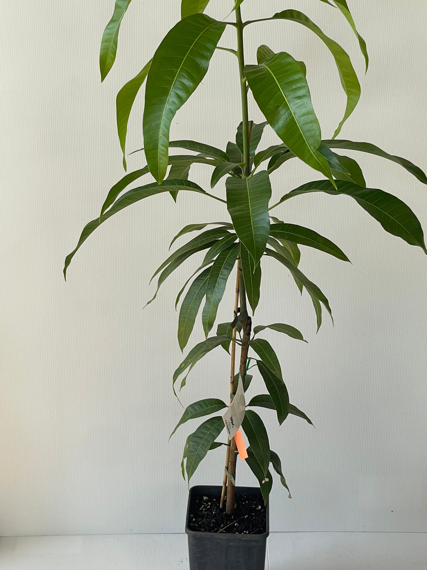 Dwarf Sabre Mange tree 4L (tropical trees)