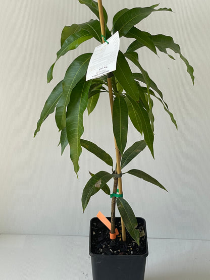 Dwarf Mango Julie 4L (tropical trees)