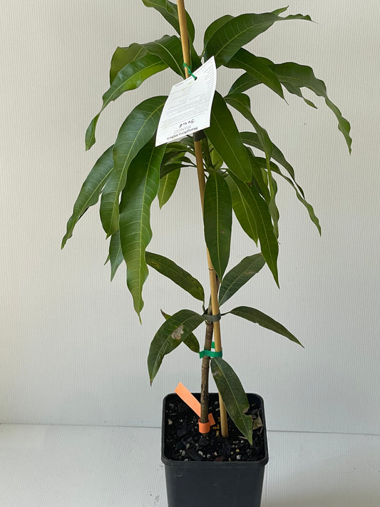 Dwarf Mango Julie 4L (tropical trees)