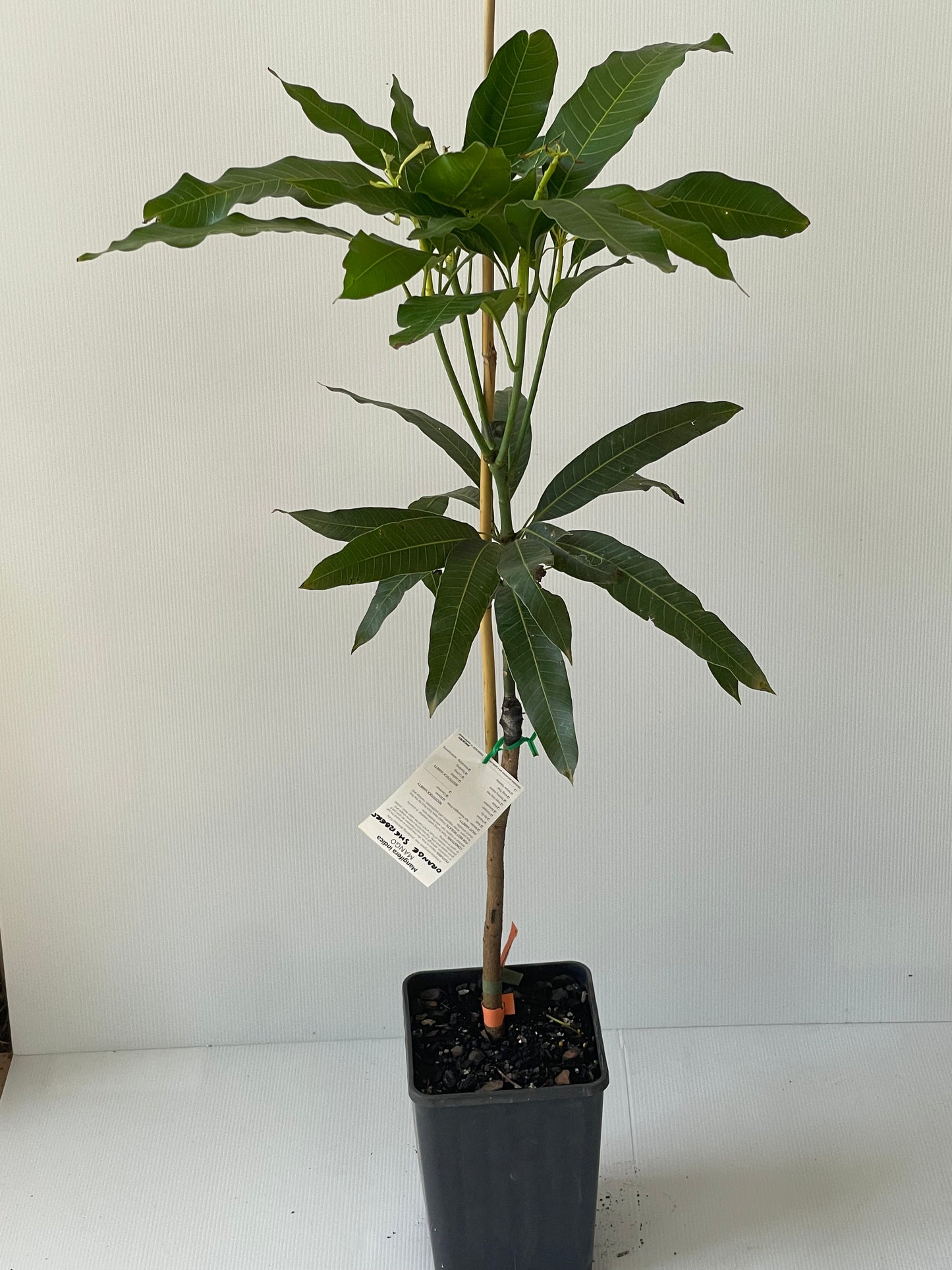 Mango orange sherbert 4L  (tropical trees)