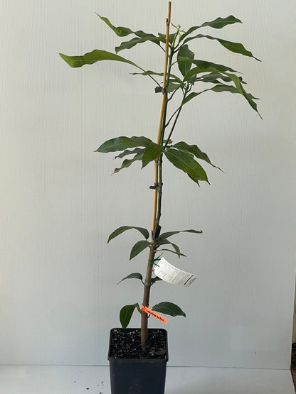 Chandrakaran Mango trees 4L (tropical trees)