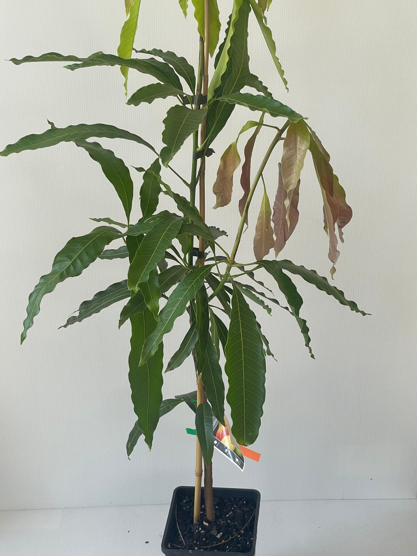 Chok Anan mango 4L (tropical trees)