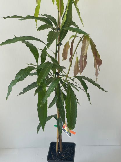 Chok Anan mango 4L (tropical trees)