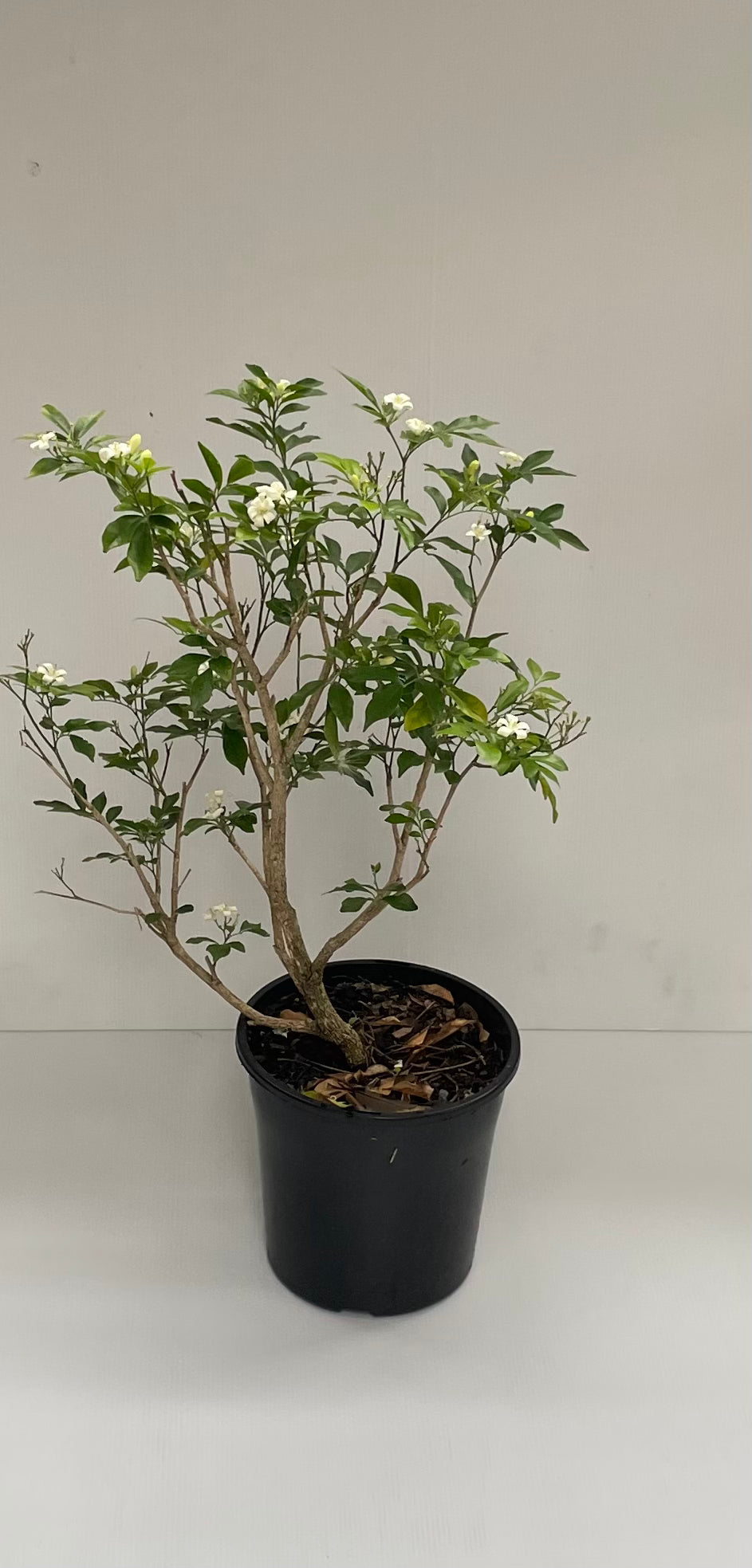 Murraya / Orange Jasmin Bloosim Bush