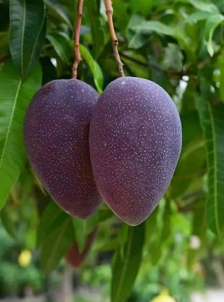 Kasturi mango 4L (tropical trees)