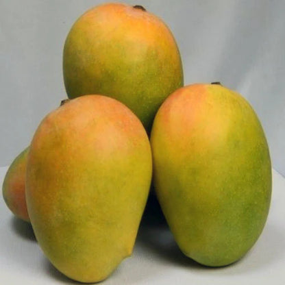 mango jumbo Kesar 4L  (tropical trees)