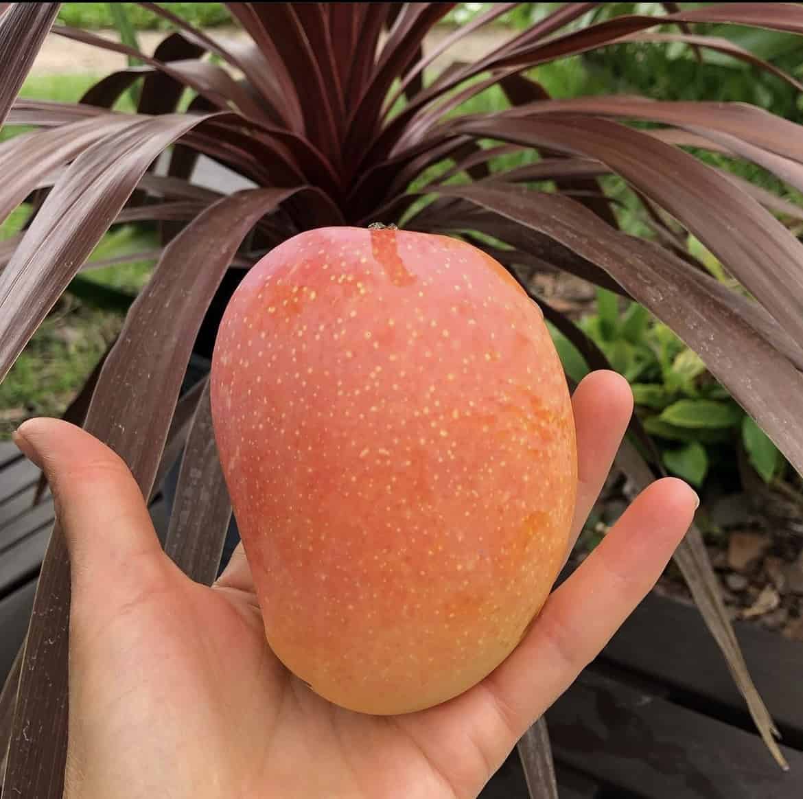 Kesar mango 4L (tropical trees)