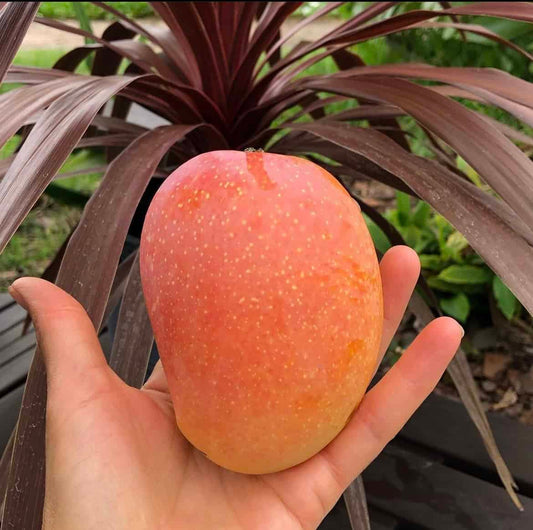Kesar mango 4L (tropical trees)