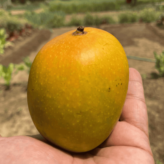 Alphonso Mango trees 4L  (tropical fruit trees)