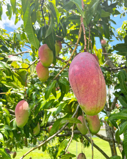 Mango Valencia pride 4L (Tropical trees)