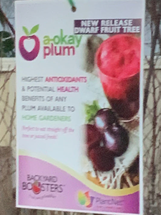 Dwarf plum A-okay (stone fruit)