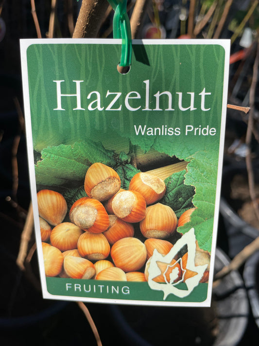 Hazelnut Walliss Pride