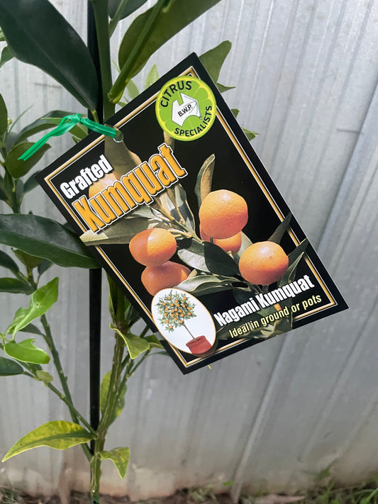 Nagami kumquat (citrus)