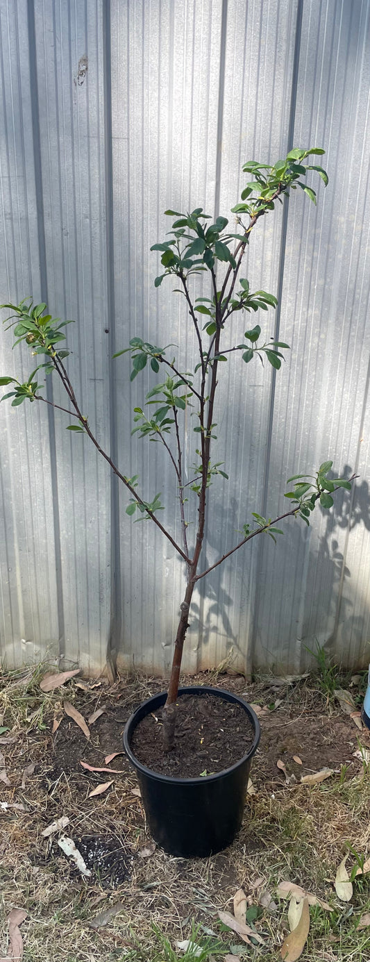 Black amber plum