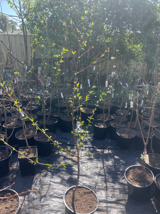 plum Ruby Blood (stone fruit)