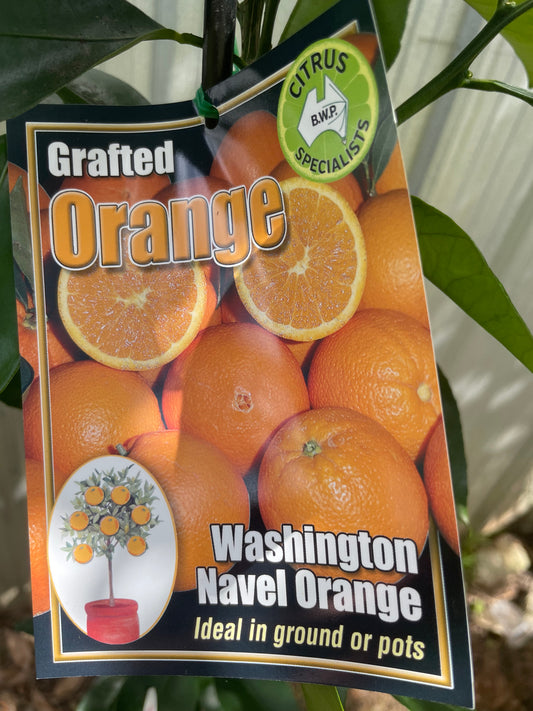 Washington Navel Oranges (citrus)
