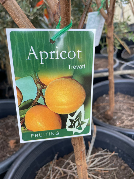 Apricot trevatt(stone fruit)