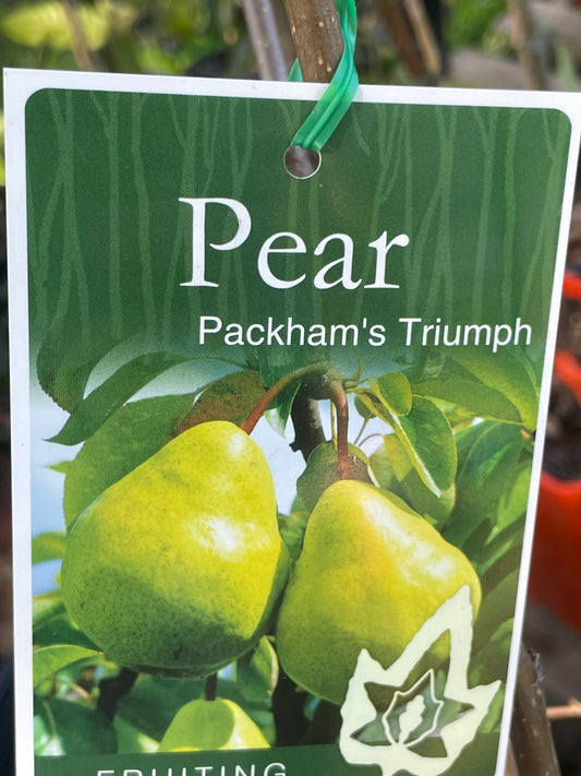 Pears Packham’s Triumph (stone fruit)