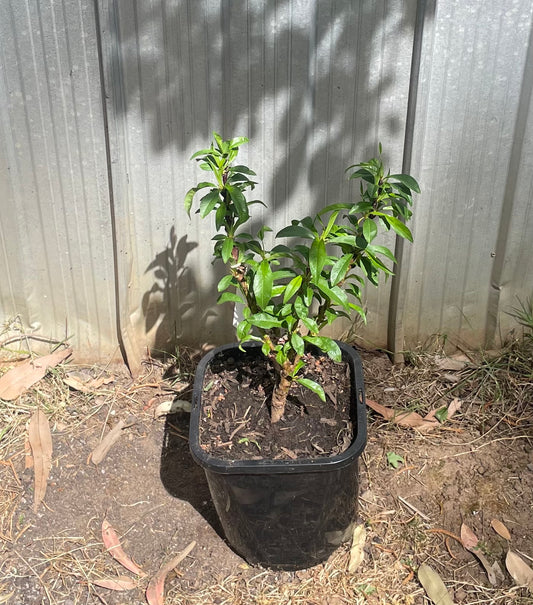 Super dwarf nectarine