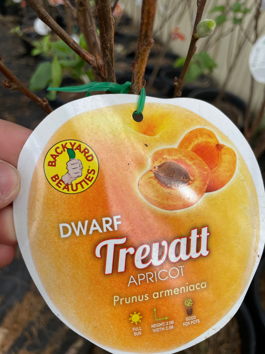 Dwarf Apricot Trevatt (stone fruit)