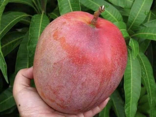 R2E2 Mango (tropical trees)