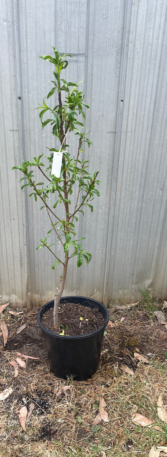 Maygrand nectarines