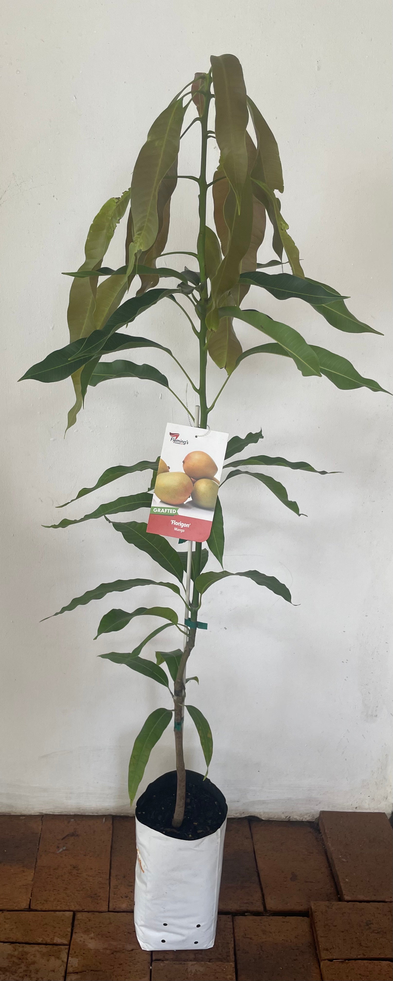 Mango Florigon (tropical fruit)