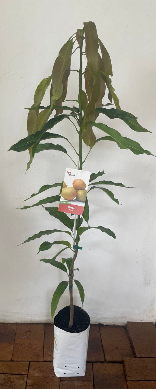 Mango Florigon (tropical fruit)