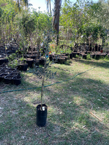 Olive Arbosana