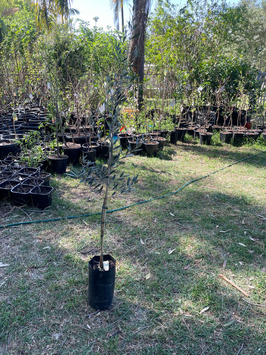 Olive Arbosana