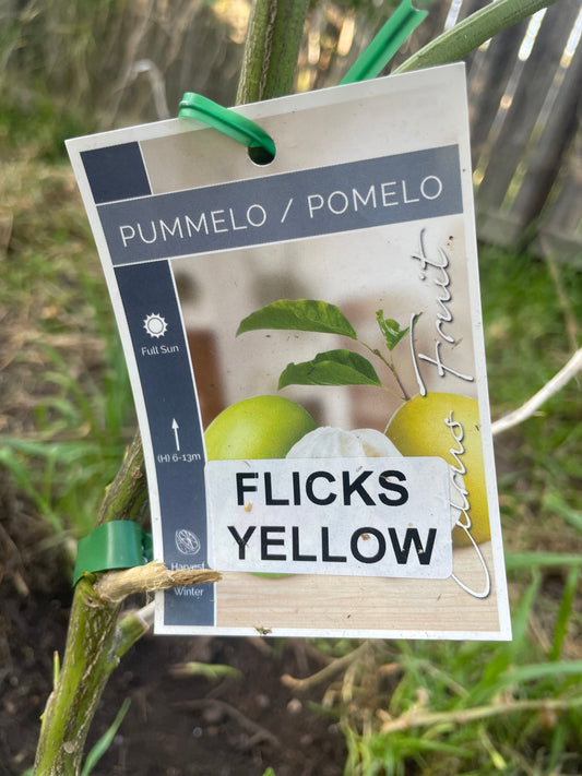 Pummelo Flicks Yellow(Citrus)