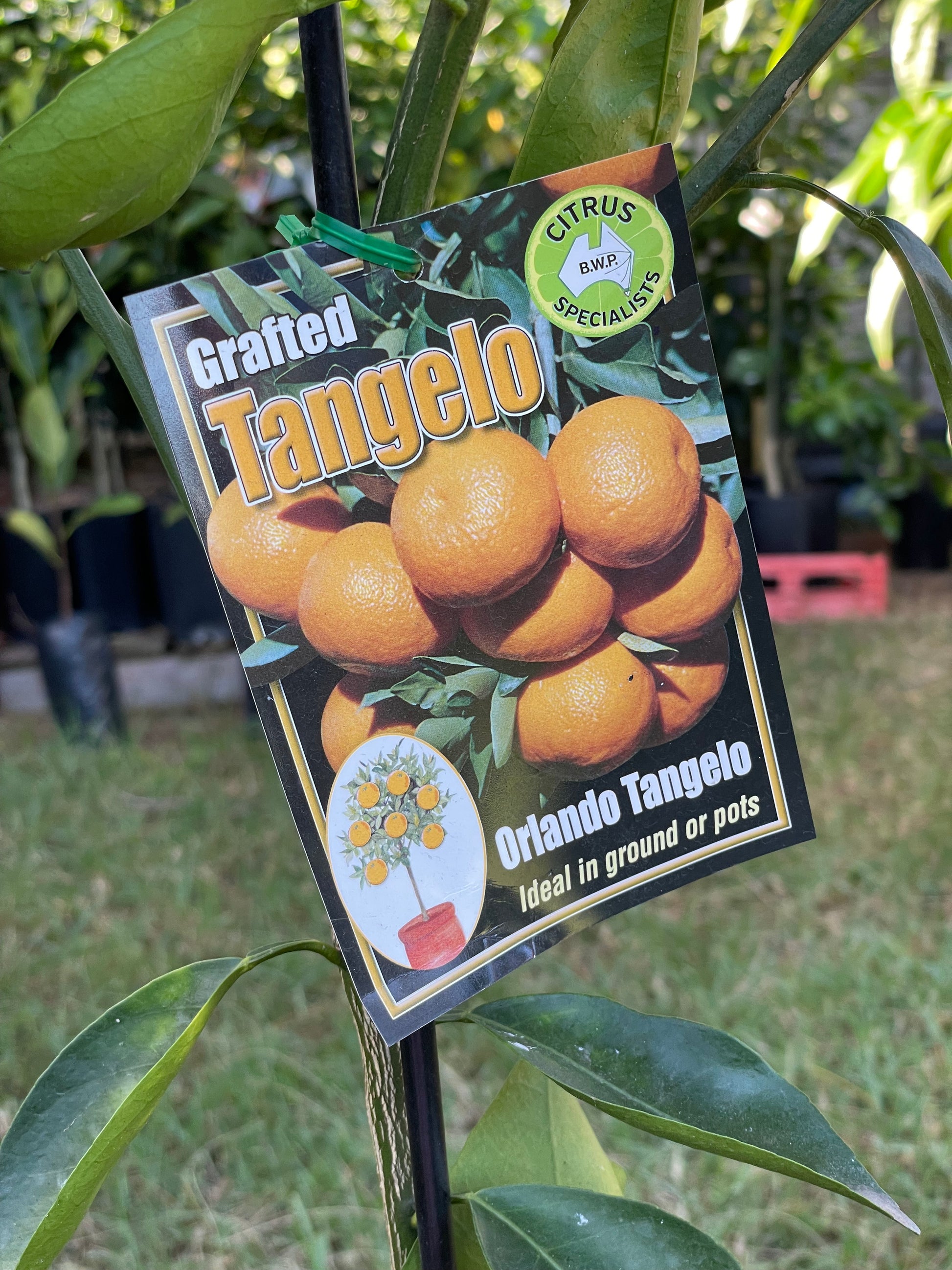 Orlando Tangelo(citrus)