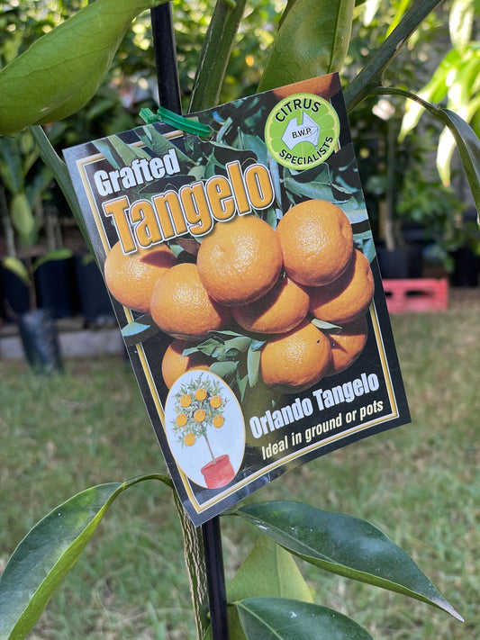 Orlando Tangelo(citrus)
