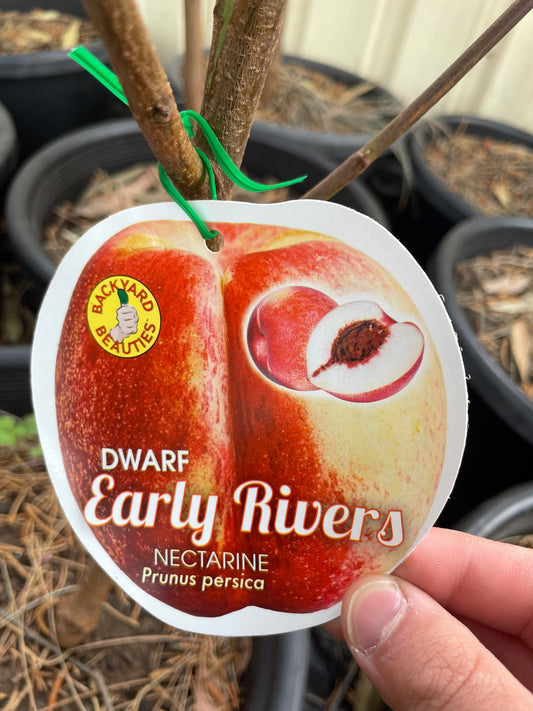 Dwarf Nectarine Early Rivers