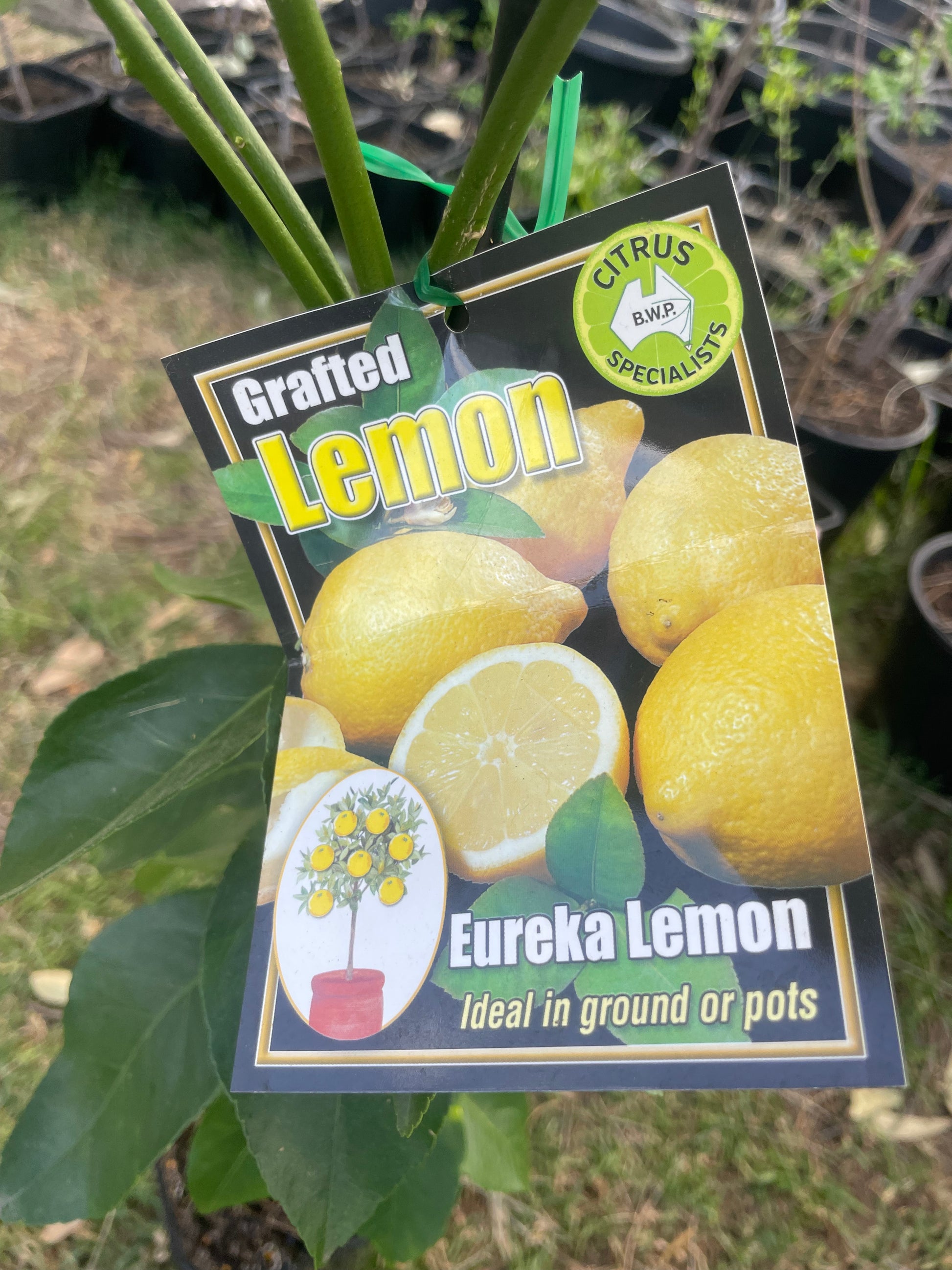 Eureka Lemons tree (citrus)