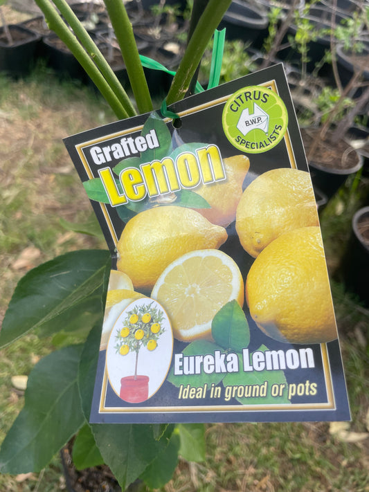 Eureka Lemons tree (citrus)