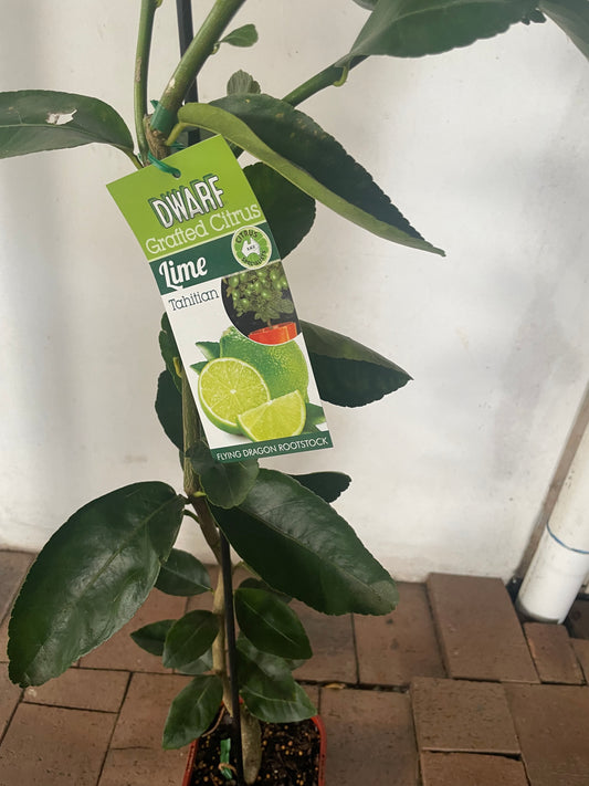 Dwarf Tahitian Lime(citrus)